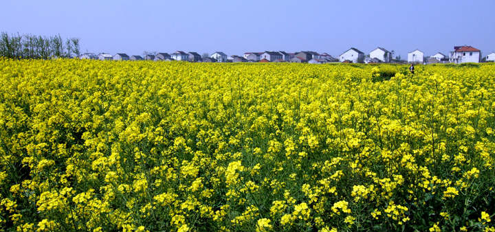 濕地旅游規(guī)劃公司：陽(yáng)澄湖油菜花　