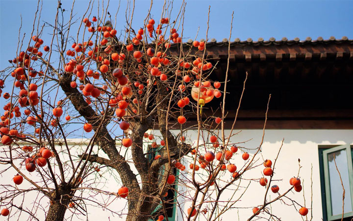 袁家村旅游規(guī)劃中多采用柿子樹作為景觀植物